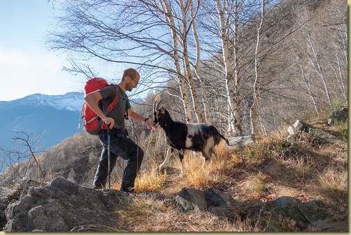 capretta vagabonda...