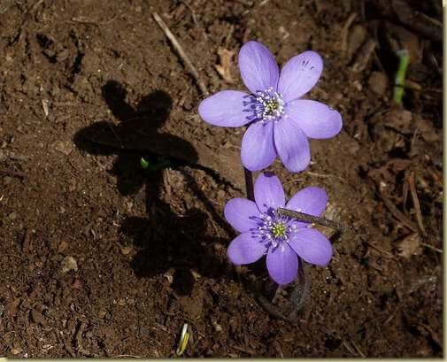 Hepatica nobilis...