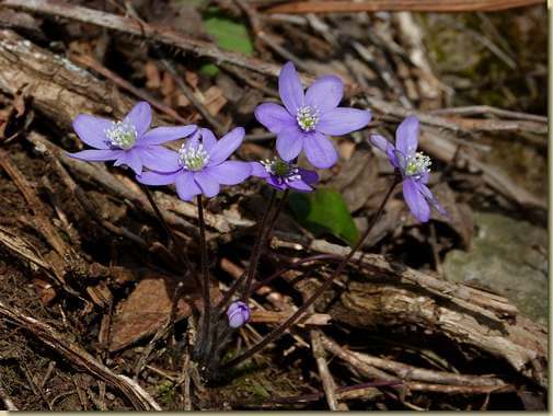 Hepatica nobilis...