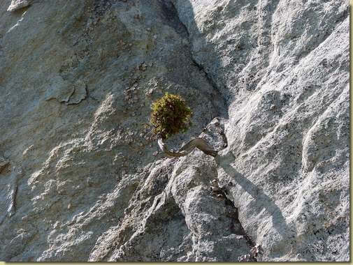 bonsai sulla roccia...