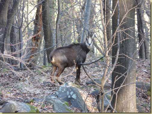 camoscio nel bosco... 