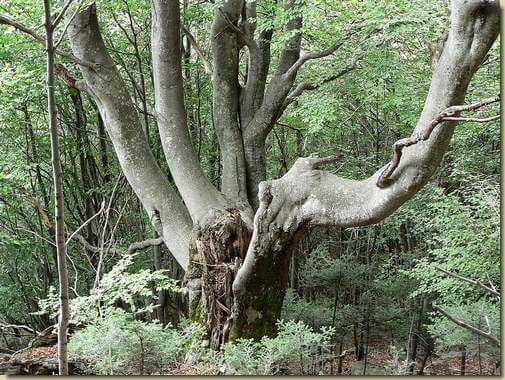 gigante del bosco... 