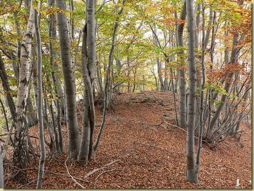 nel bosco...