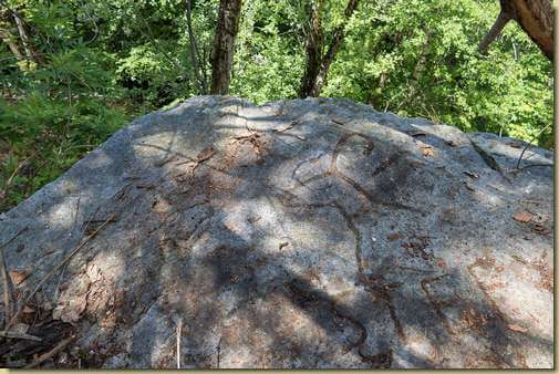 il camoscio di Sottosasso di sopra...