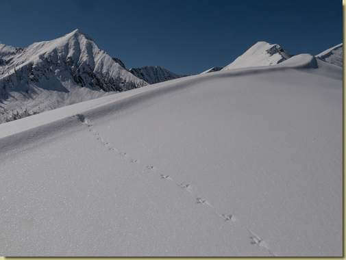 tracce sulla neve...