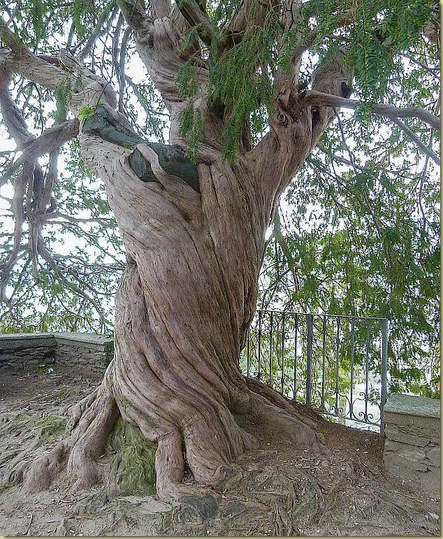 il Tasso di Cavandone...