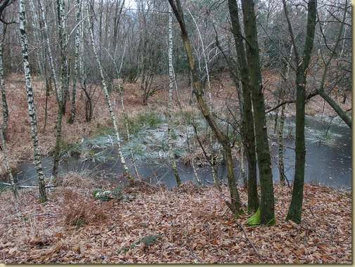 stagno ghiacciato...