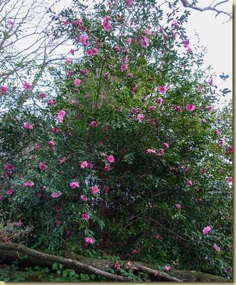 Camelia fiorita...