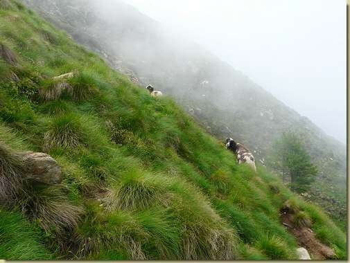 pecore sul Pizzo delle Pecore... 