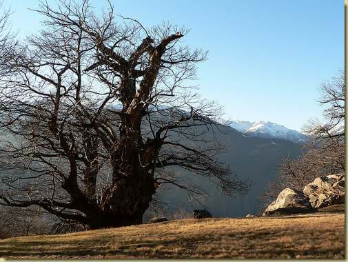 castagno...