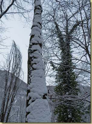 albero innevato...