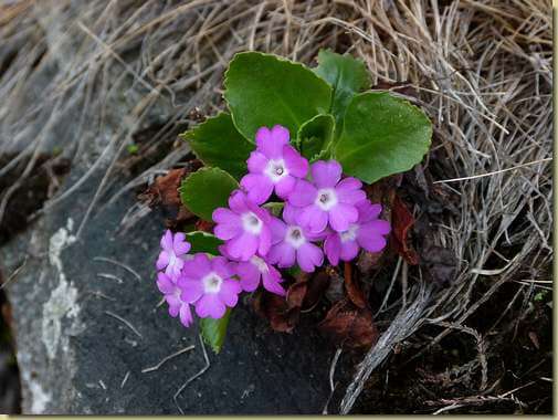 Primula hirsuta...