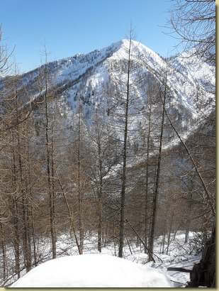 nel lariceto scendendo dal Geccio  