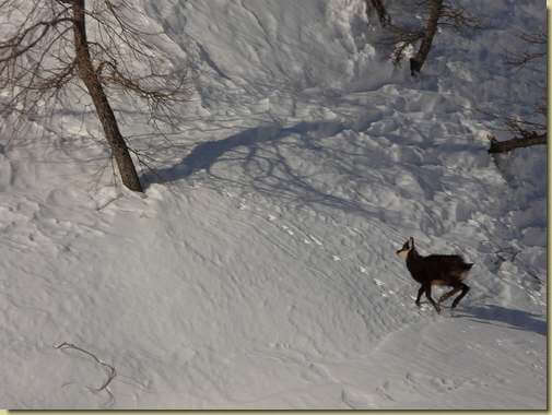 camoscio in veste invernale... [teleobiettivo] 