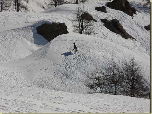 camoscio... [teleobiettivo] 