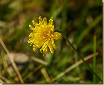 fioritura di fine dicembre...