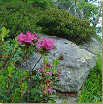 rododendri in fiore...