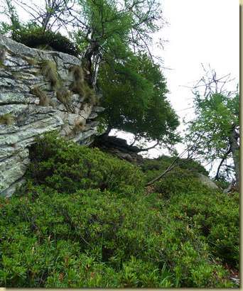 salendo tra i rododendri...