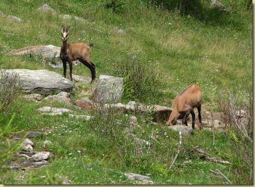 camosci in Val Basso...