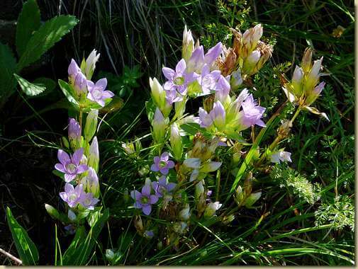 Gentianella ramosa