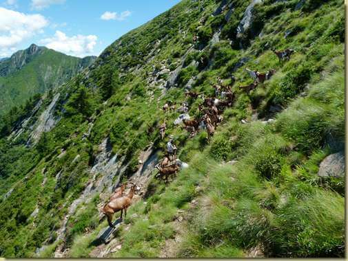 capre in libert&agrave;...