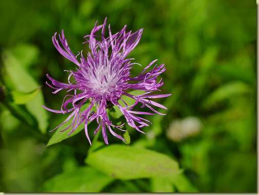 Centaurea nervosa