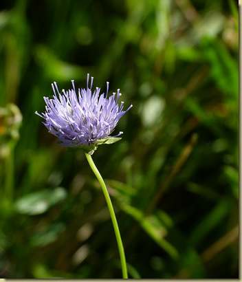Jasione montana
