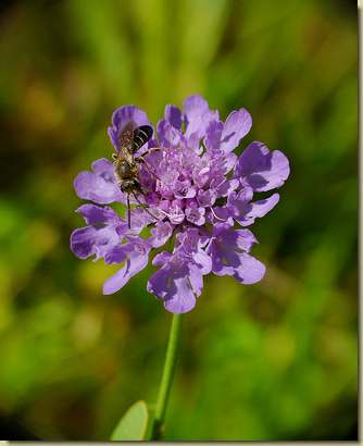 Scabiosa triandra