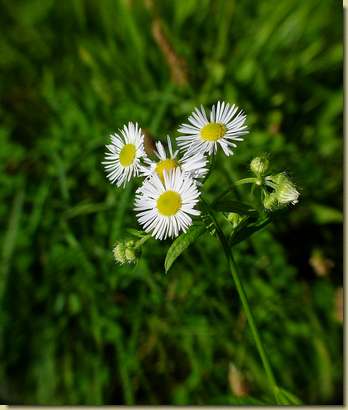 Erigeron annuus