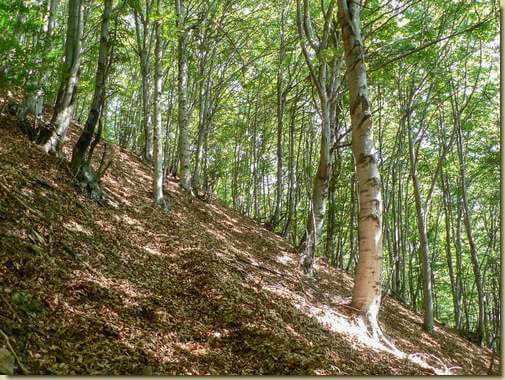 nel bosco salendo verso Cavrua