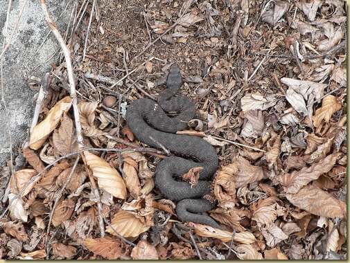 incontri in Val Pogallo...