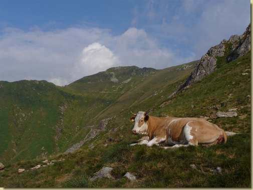 mucca a riposo sulla strada Cadorna... 