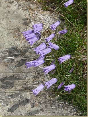 Campanula excisa all'Alpe Teccia... 
