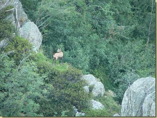 camoscio...