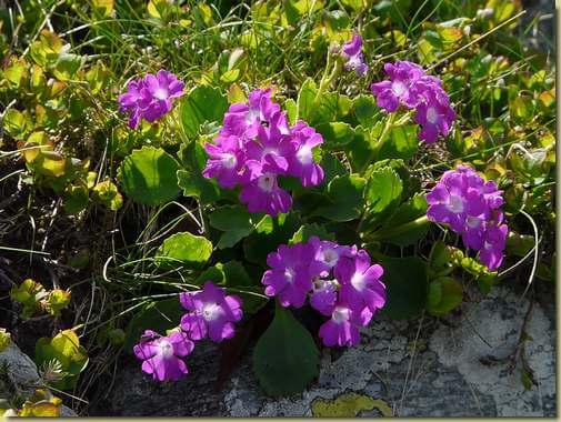 fioritura lungo la cresta... 