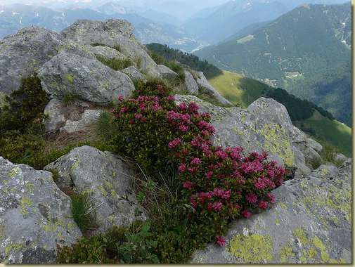 rododendri sulla Costa Scarone 