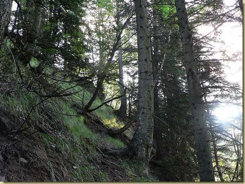 nel bosco scendendo verso il torrrente dall'Alpe Sottosasso