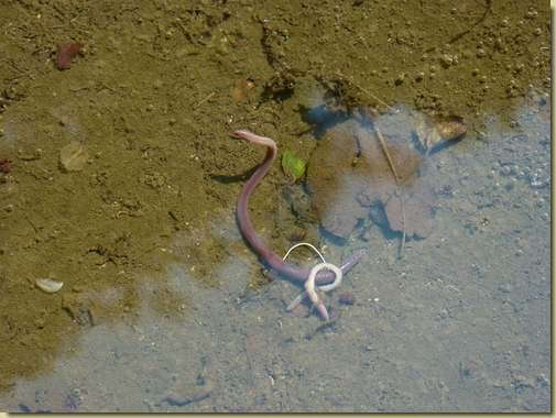 lombrico a bagno nel Rio dei Riazzoli... 