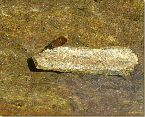 tricottero nell'acqua del Rio Mazza...