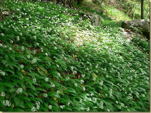 fioritura di Aglio ursino nei pressi de In la Piana  