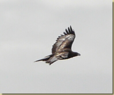 in volo...