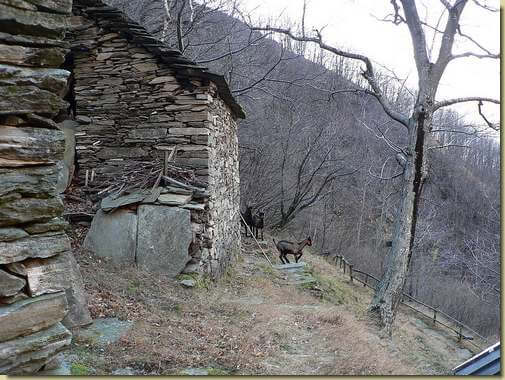 all'Alpe Rigulun 