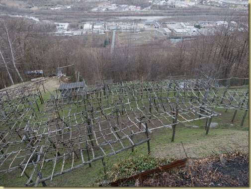 vigneti di Cosasca...