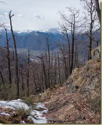 scendendo nel bosco di rovere...
