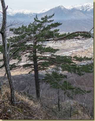 il pino di riferimento...