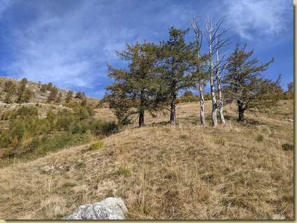 salendo agli alberi paravalanghe...