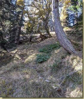 sentierino di animali...