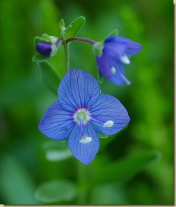 Veronica fruticans