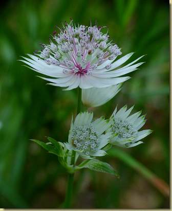 Astrantia major