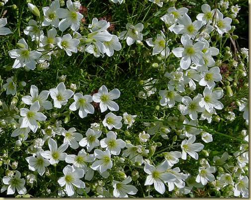 Minuartia laricifolia